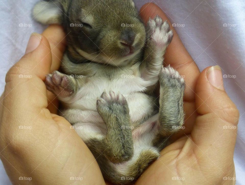 Baby rabbit