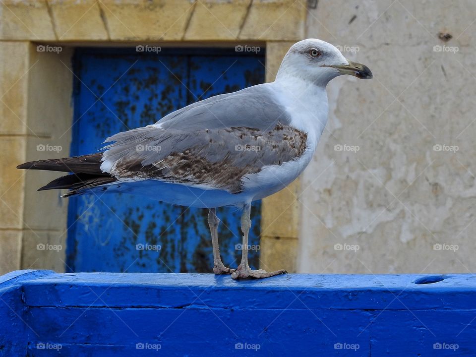 Seagull closeup