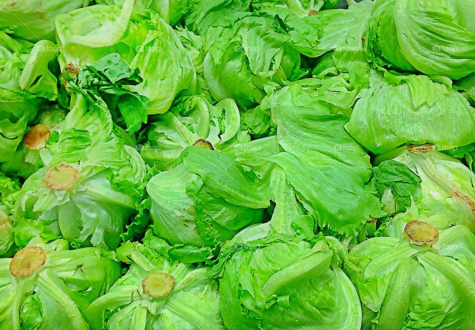 Fresh Organic Iceberg Lettuce