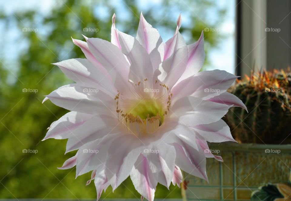 beautiful cactus flower blooming