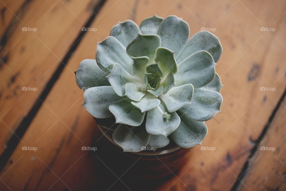Succulent 
