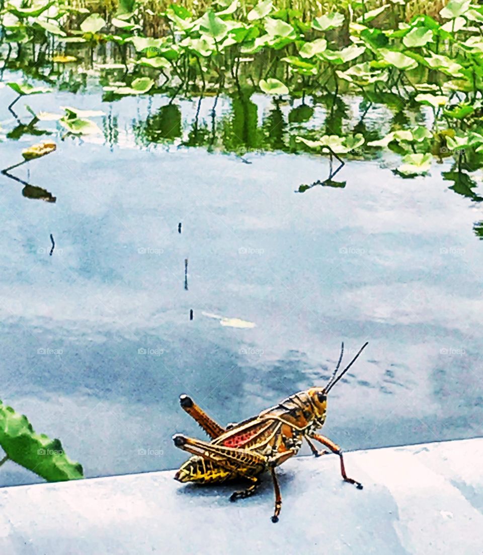 Grasshopper on ledge