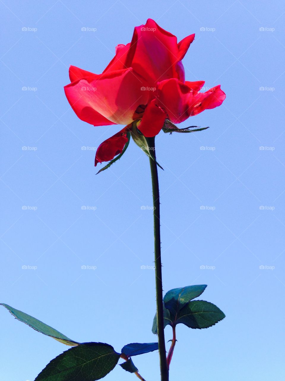 Against a blue sky is a single red rose. The rose is sweetly scented & has a long stem and leaves.