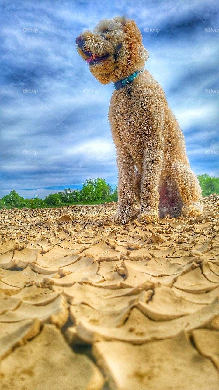 Golden doodle cracked earth