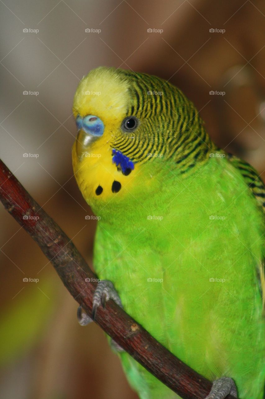 Parrot