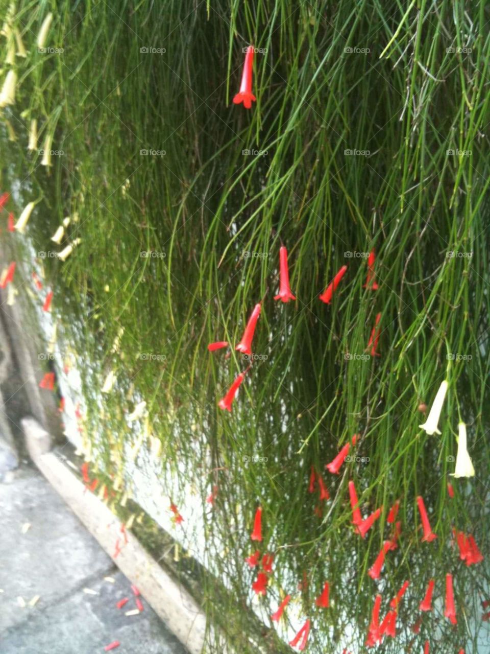 Green, red and white