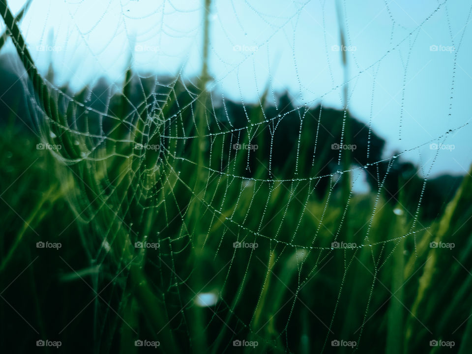 Rice fields with morning mist