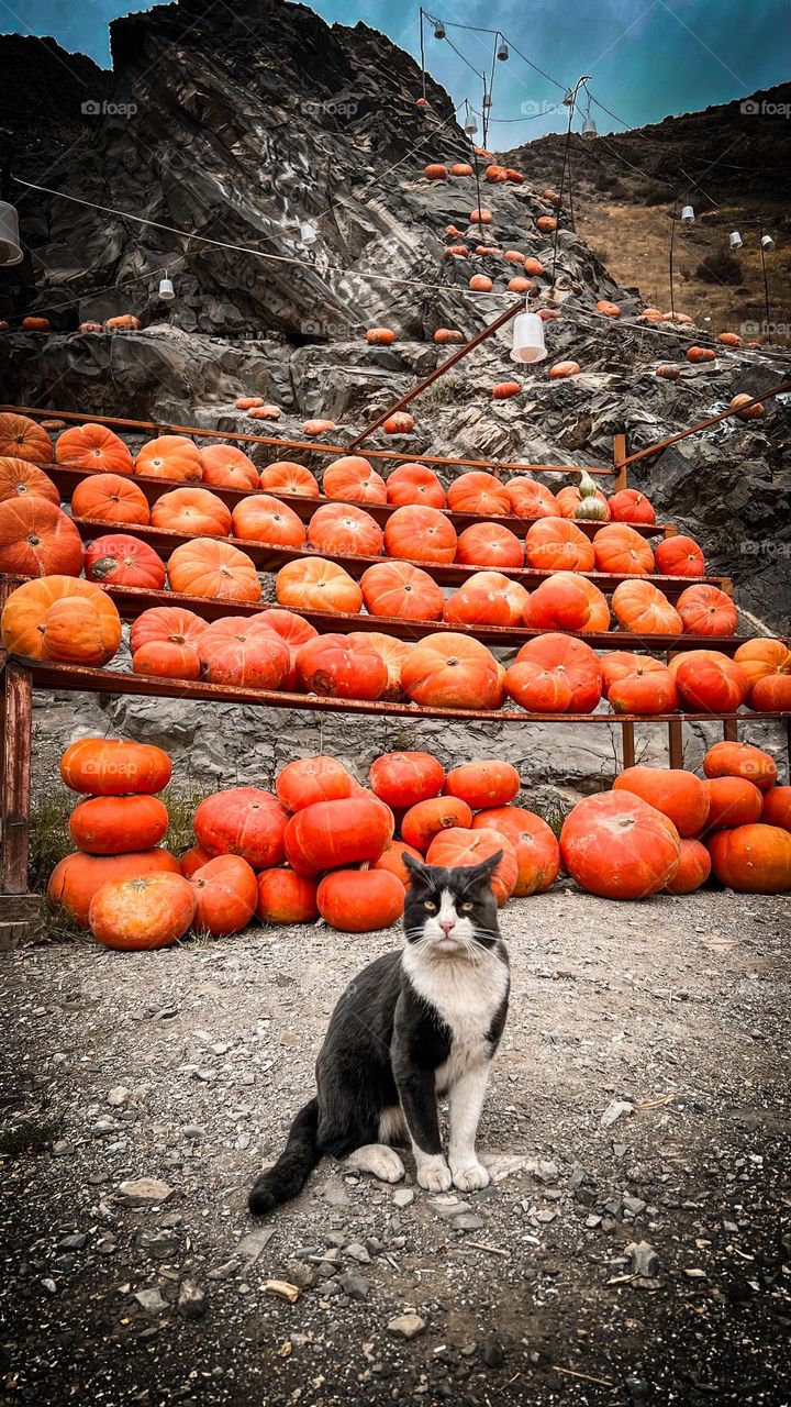 a cat and pumpkins 