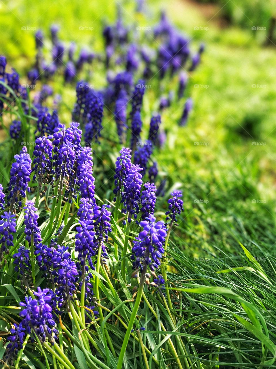 Beautiful flowers. Mother Nature 