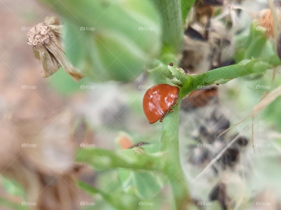 A ladybug walked away.