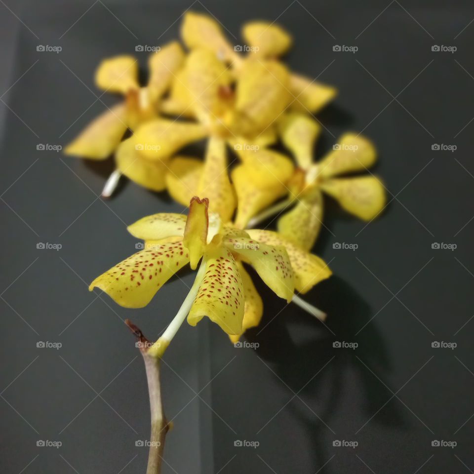 Orchid branch