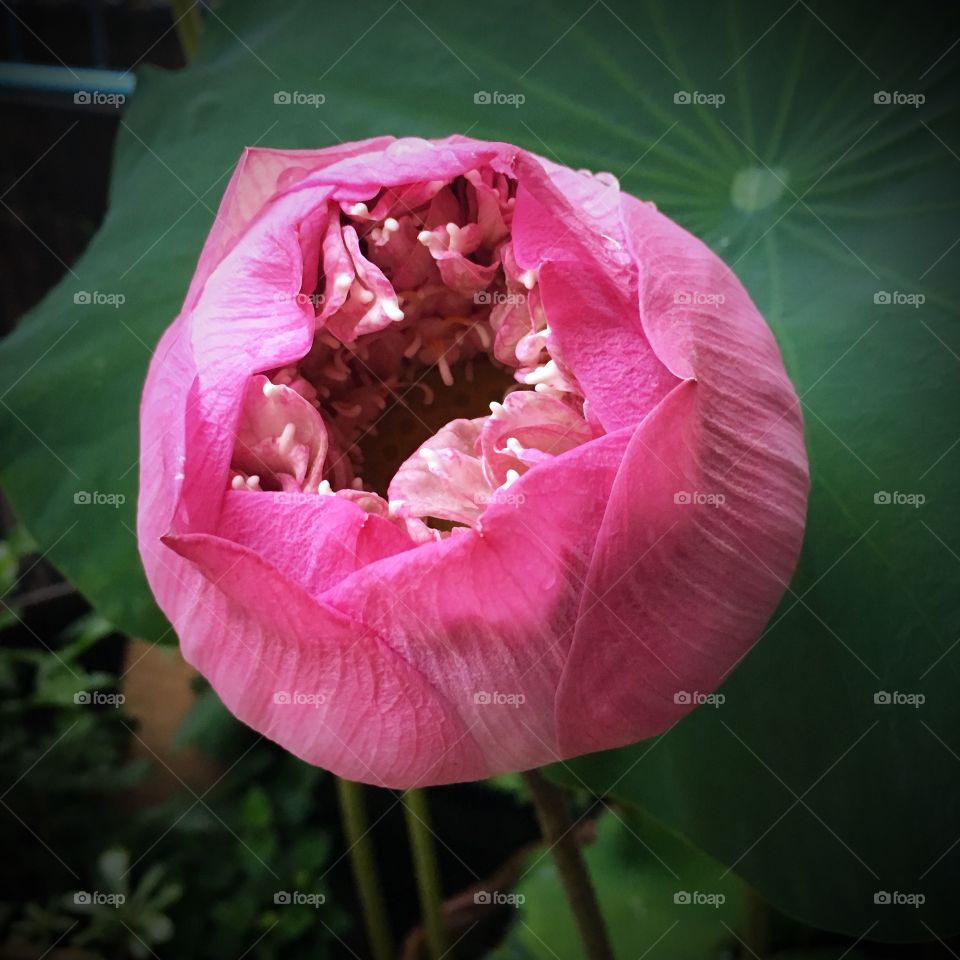 Beauty pink lotus