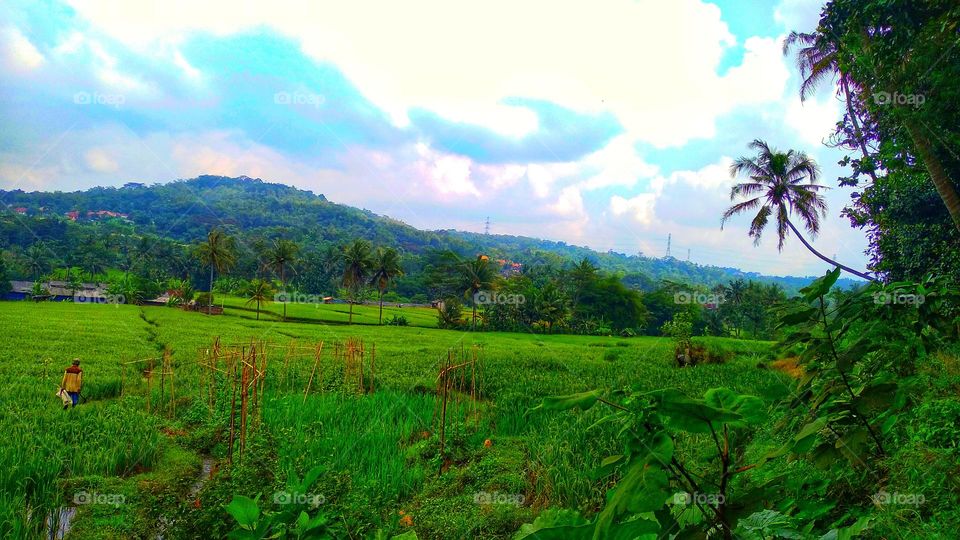 View of rice fields and hills