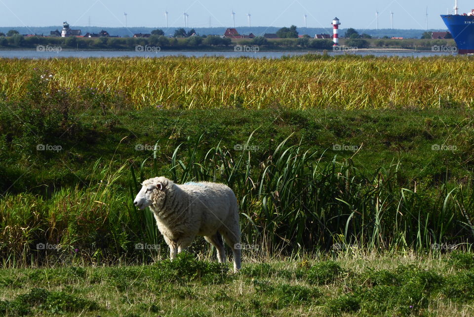 Sheep in Front of the river 