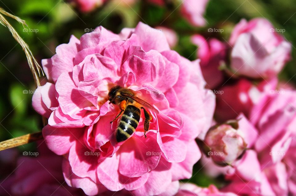 Bee/rose