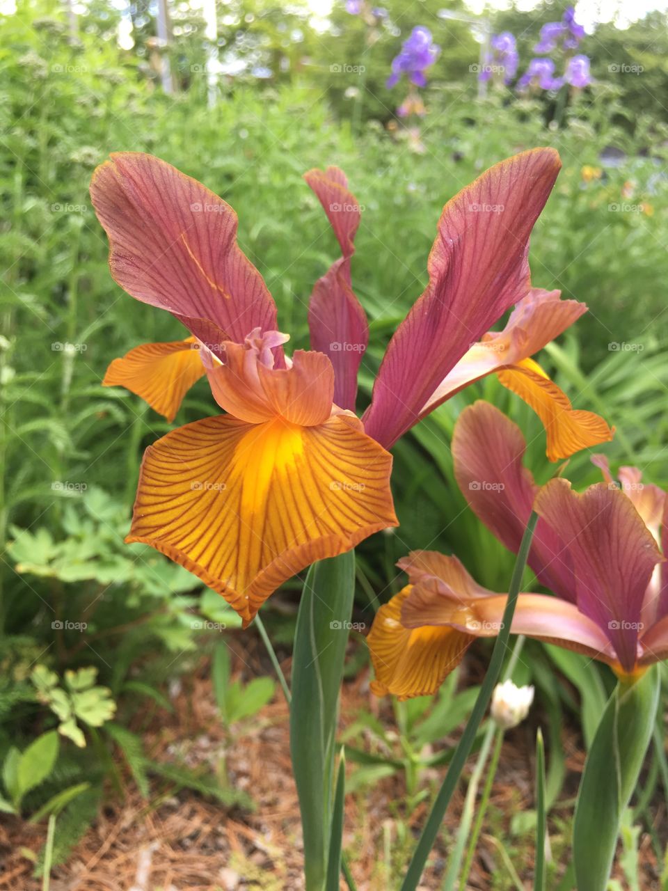 Beautiful iris 