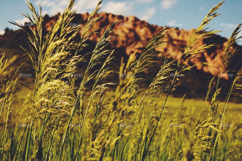 Fields. Wheat fields 