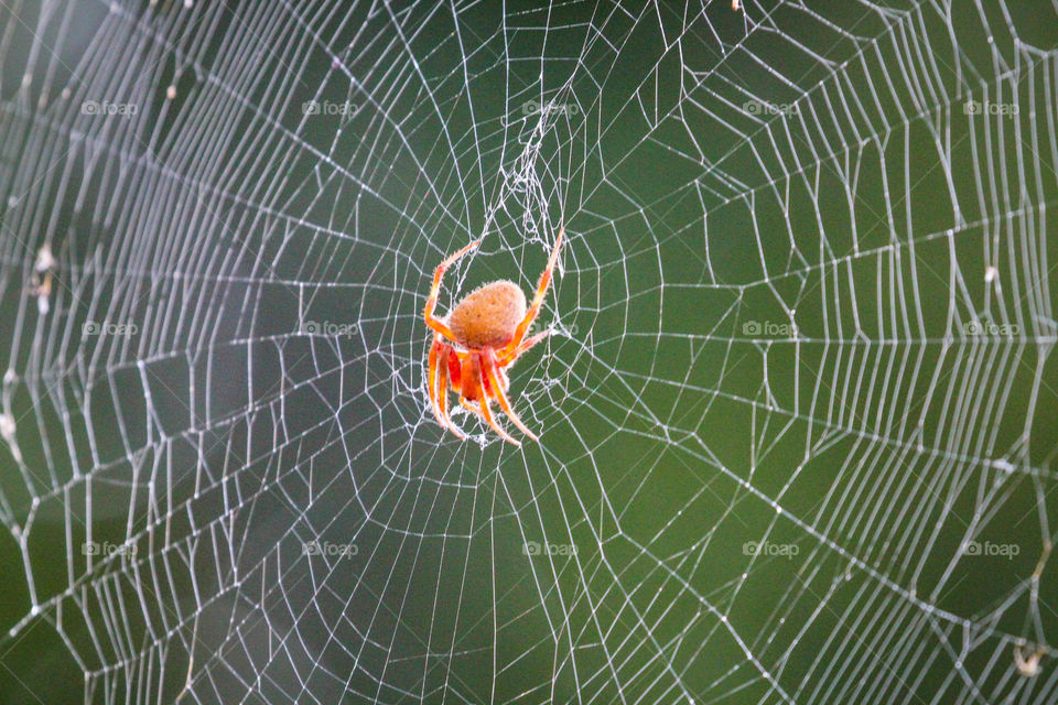 Spider in spider web