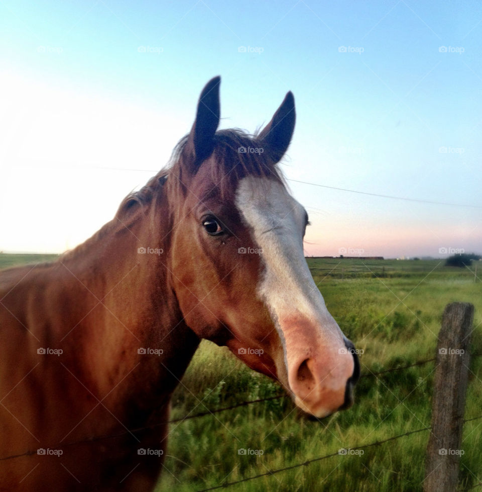 sky grass fence horse by stykellee