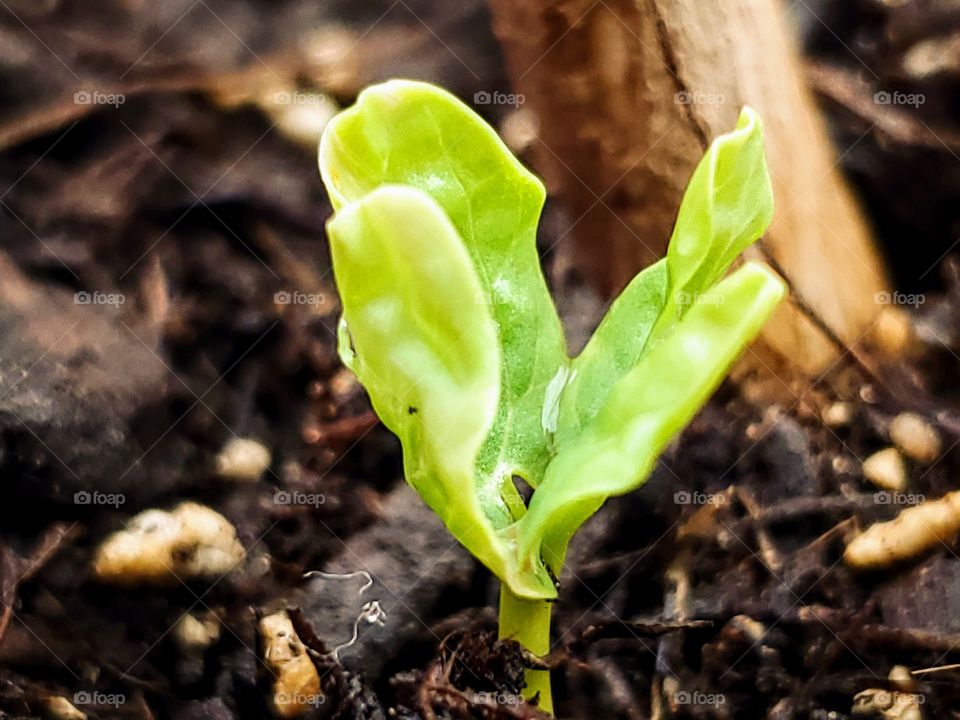 Sprouting plant in soil