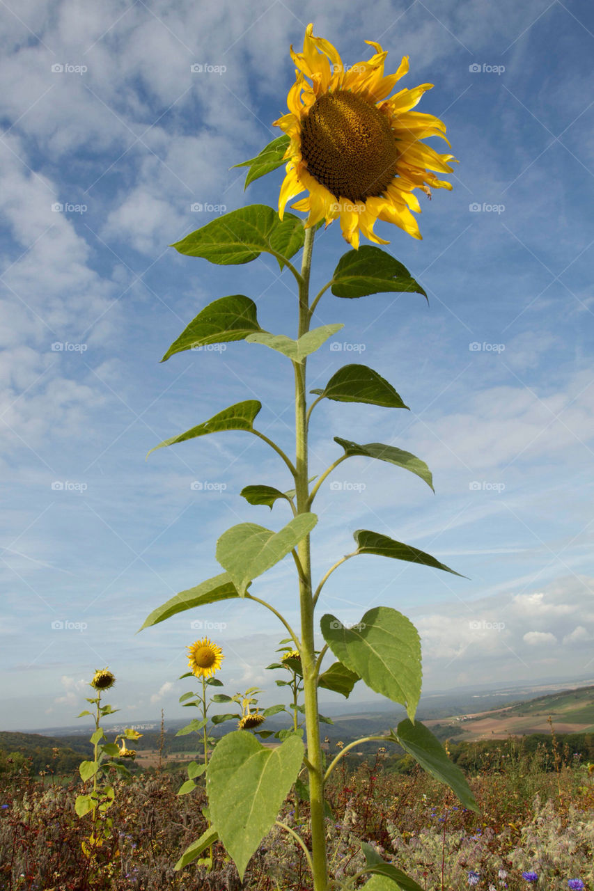 landscape germany sunflower fields by flpanthers1
