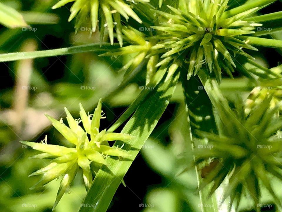 Closeup of some Sedge that is not tall. Unfortunately these guys will dry out become “stickers” and very painful to step on!