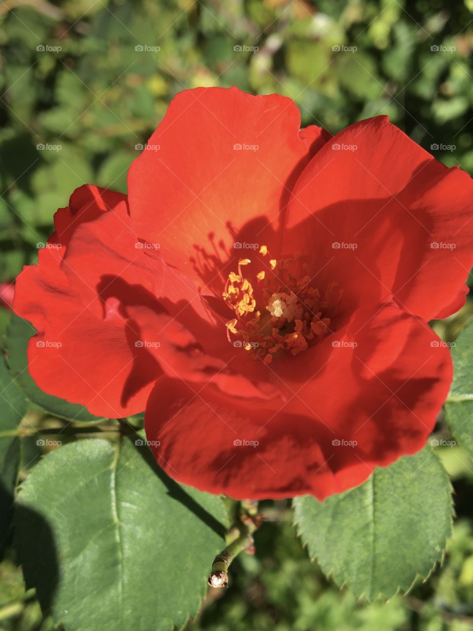 Vibrant rose in sunshine 