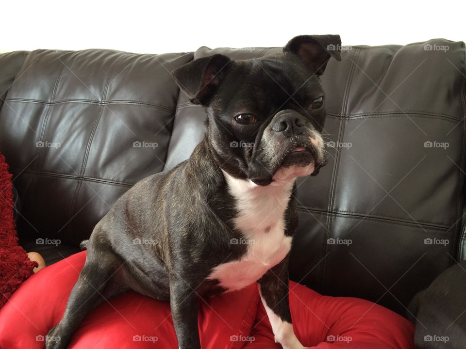 Jackson, mix of Boston Terrier and Pug! 