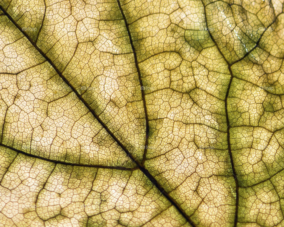 Autumn leaf close up 