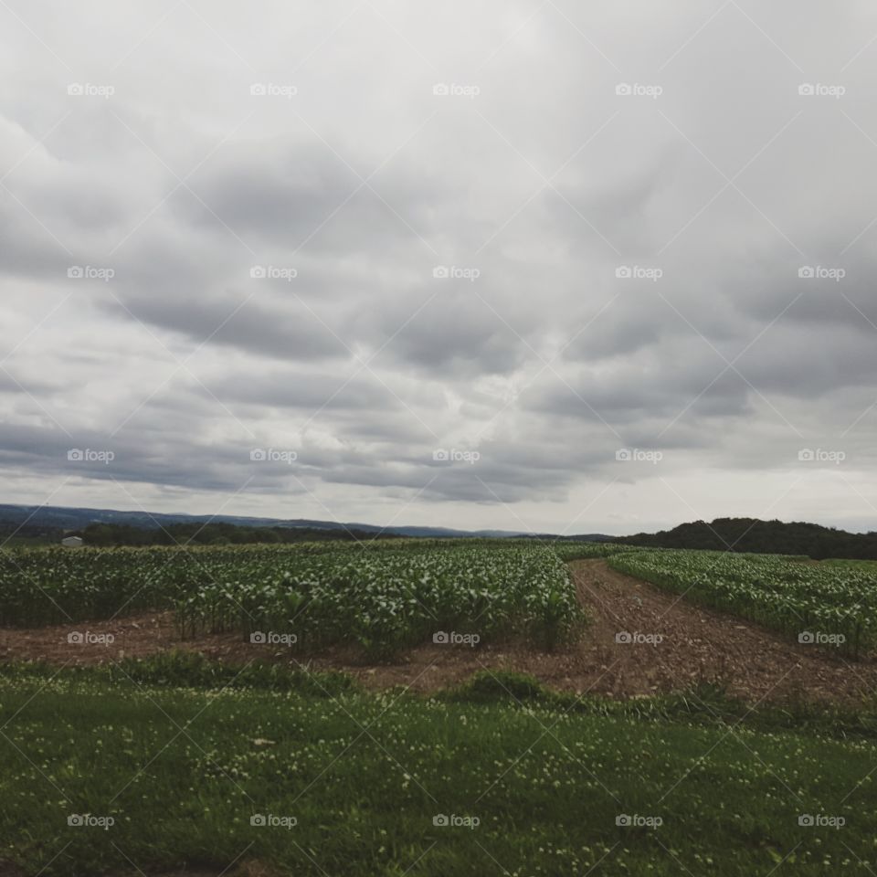 Landscape, No Person, Cropland, Sky, Agriculture