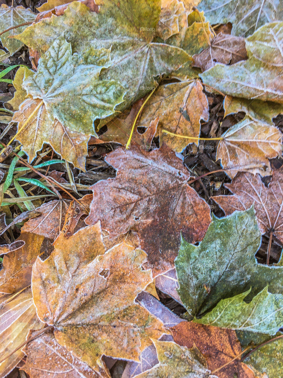 Shapes of nature - autumn leaves covered with frosty on a chilly morning.  Muted colors and different shapes. 