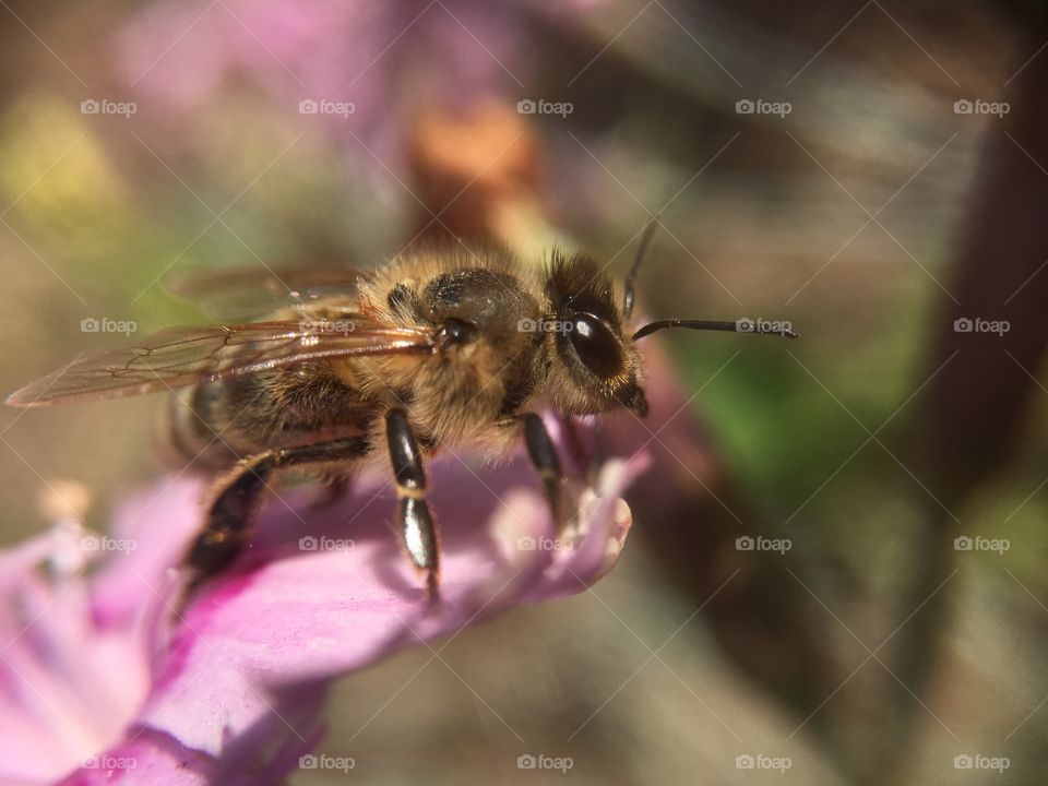 Bee on flower 