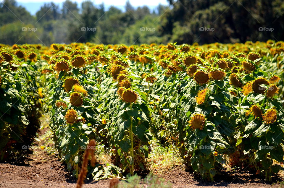 Sunflower Fields 🌻