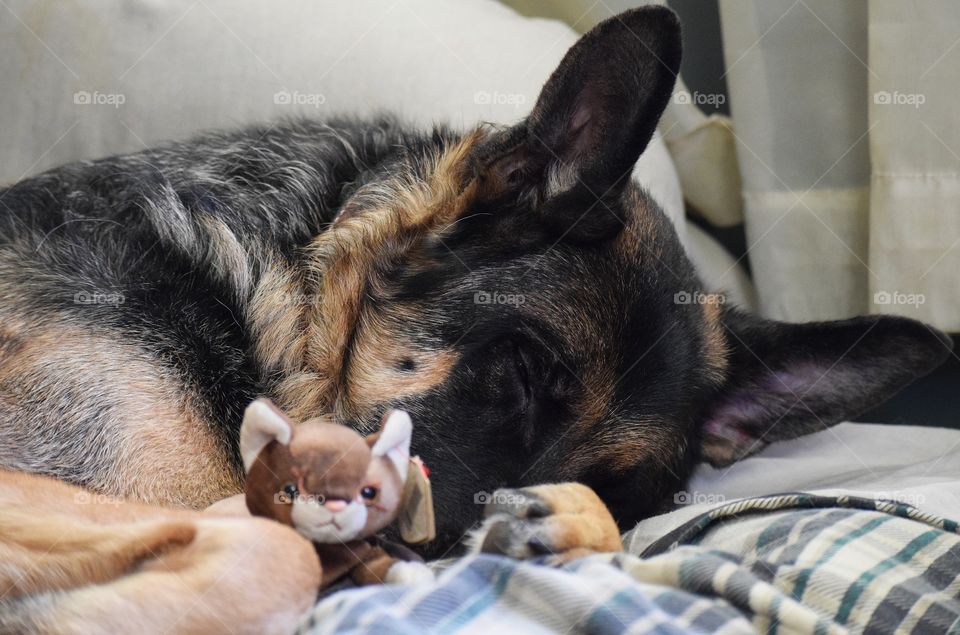 Rocco the German shepherd sleeping with his stuffed animal 