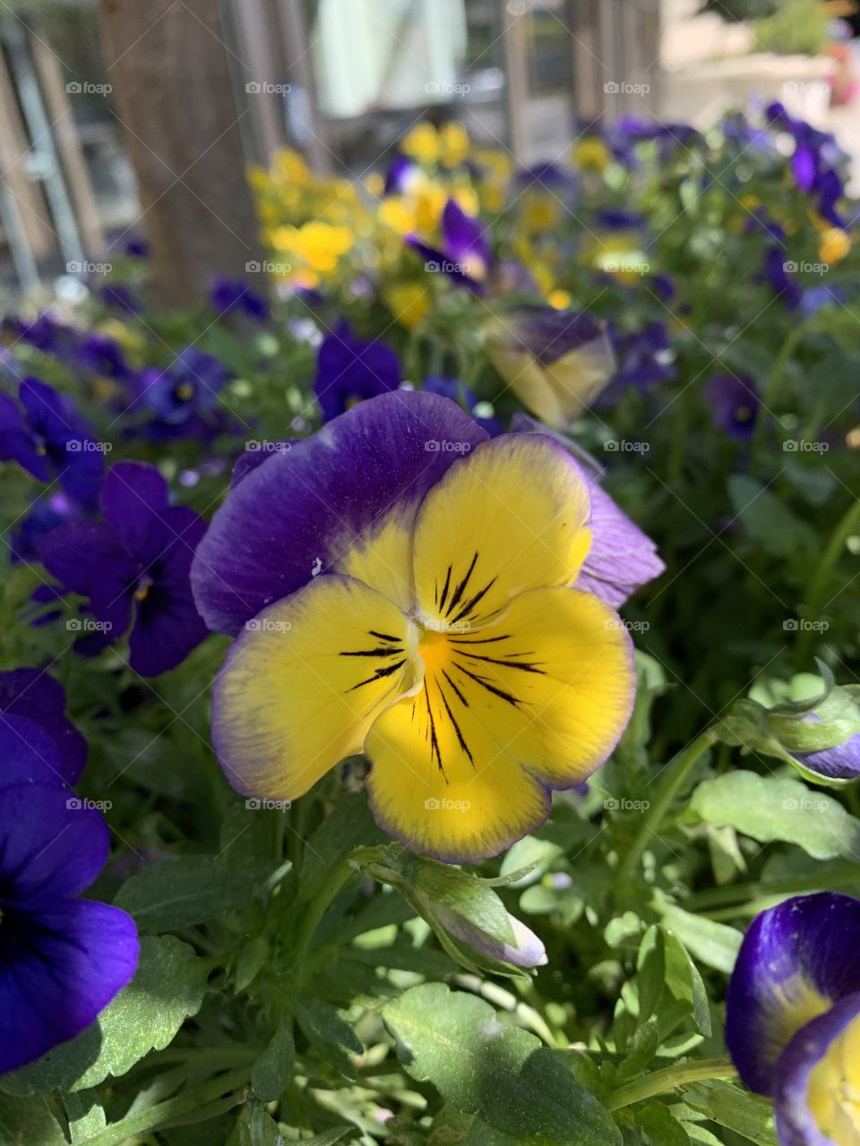 A pretty purple and yellow flower