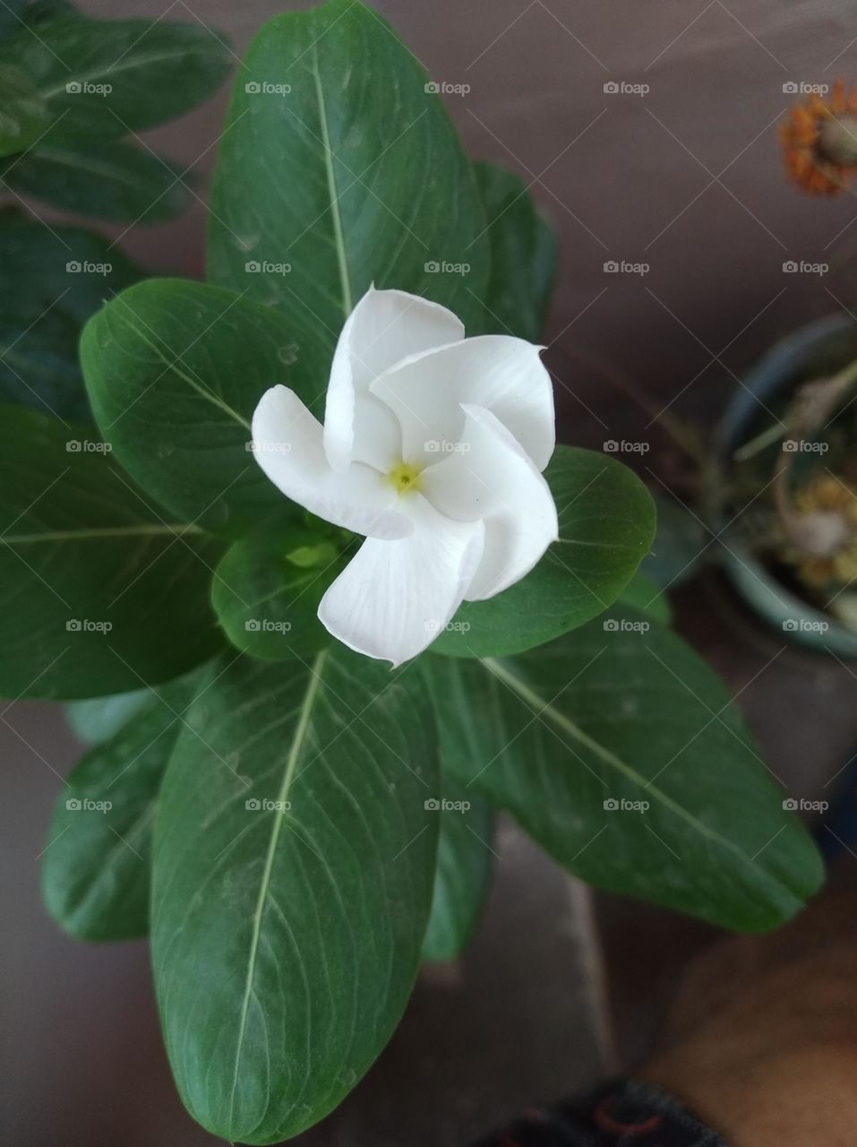 periwinkle white flower looks very beautiful generally found everywhere fresh seasonal