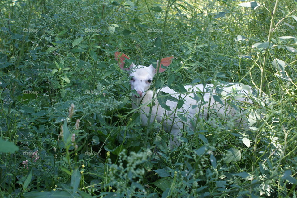 albino deer