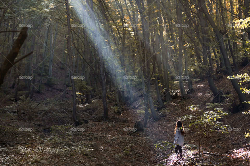 Daylight sunbeam in the forest