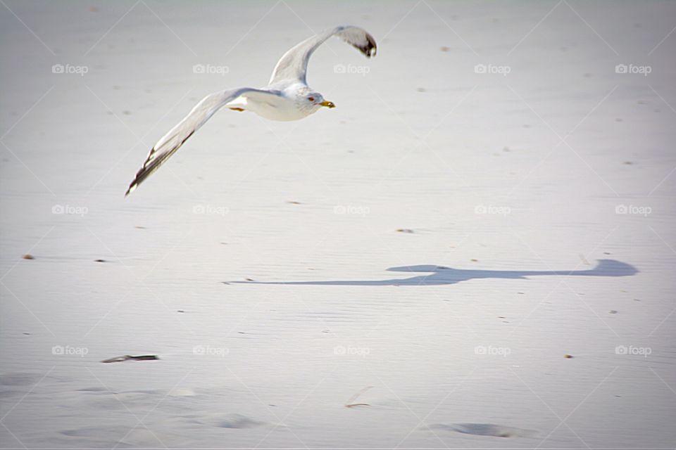 Close-up of a flying seagull