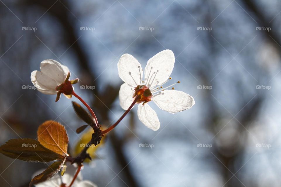 Spring blossom white flower on a tree in afternoon sunlight.