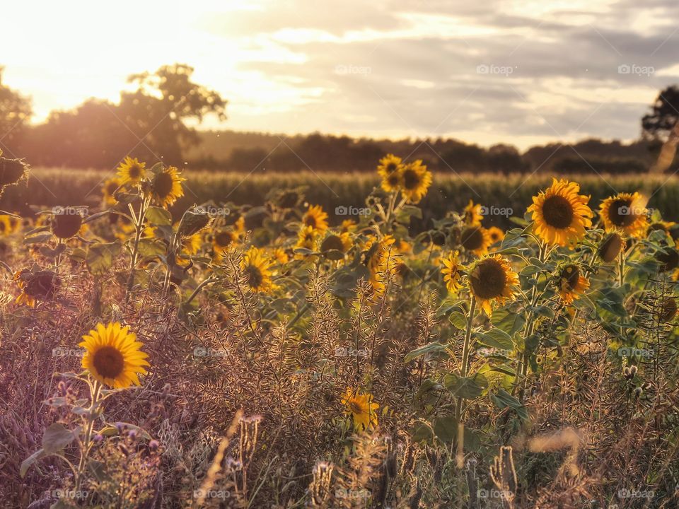 Sunflower field