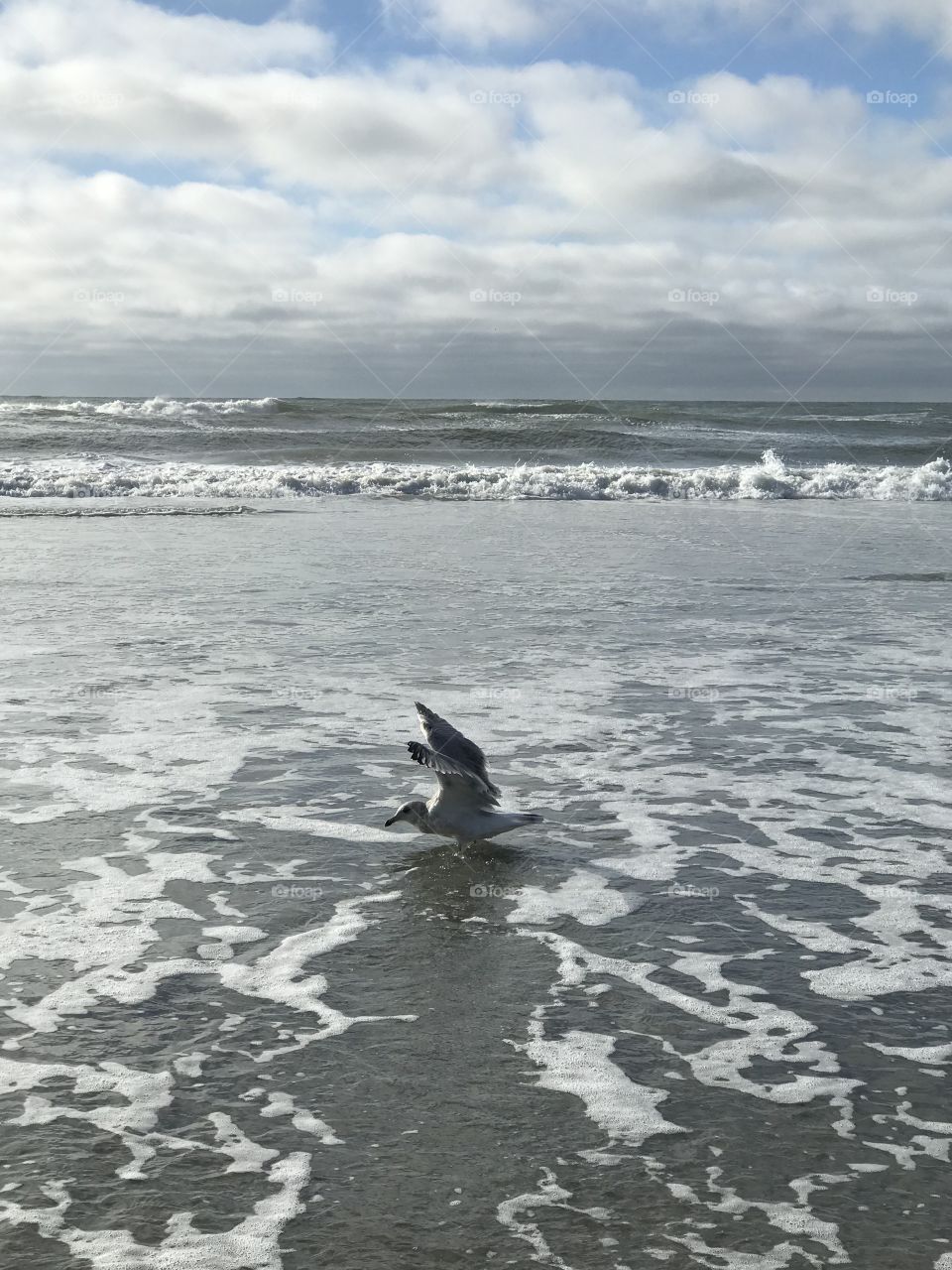 Seagull in the waves