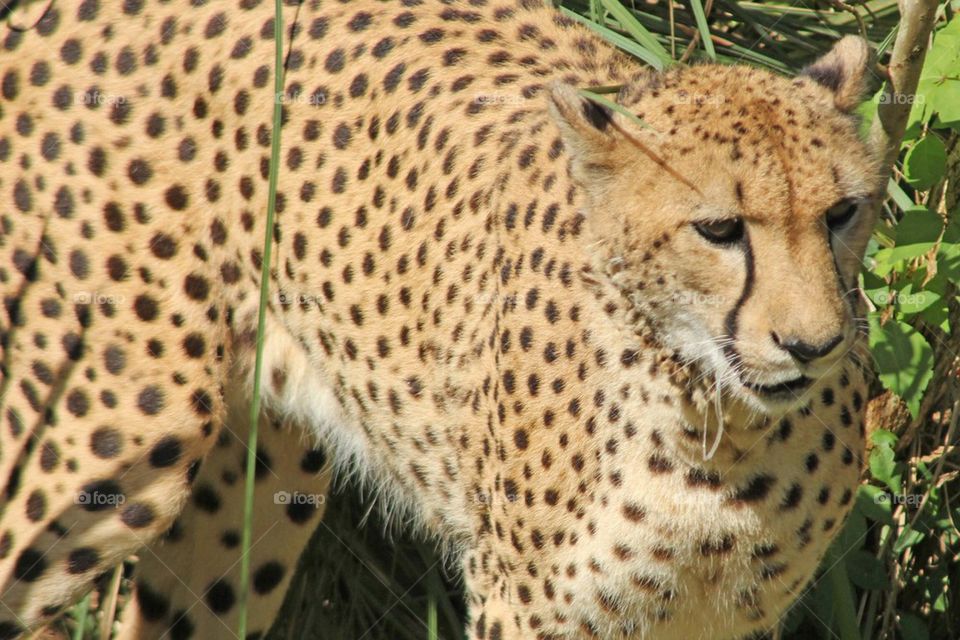 Cheetah