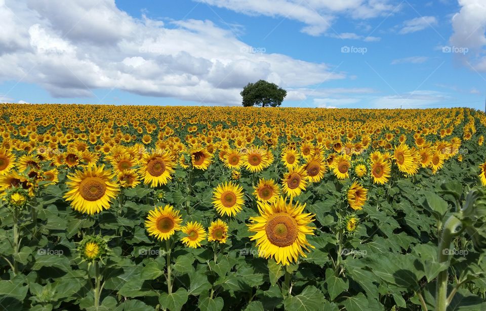 Field of sunflowers and lonely tree
