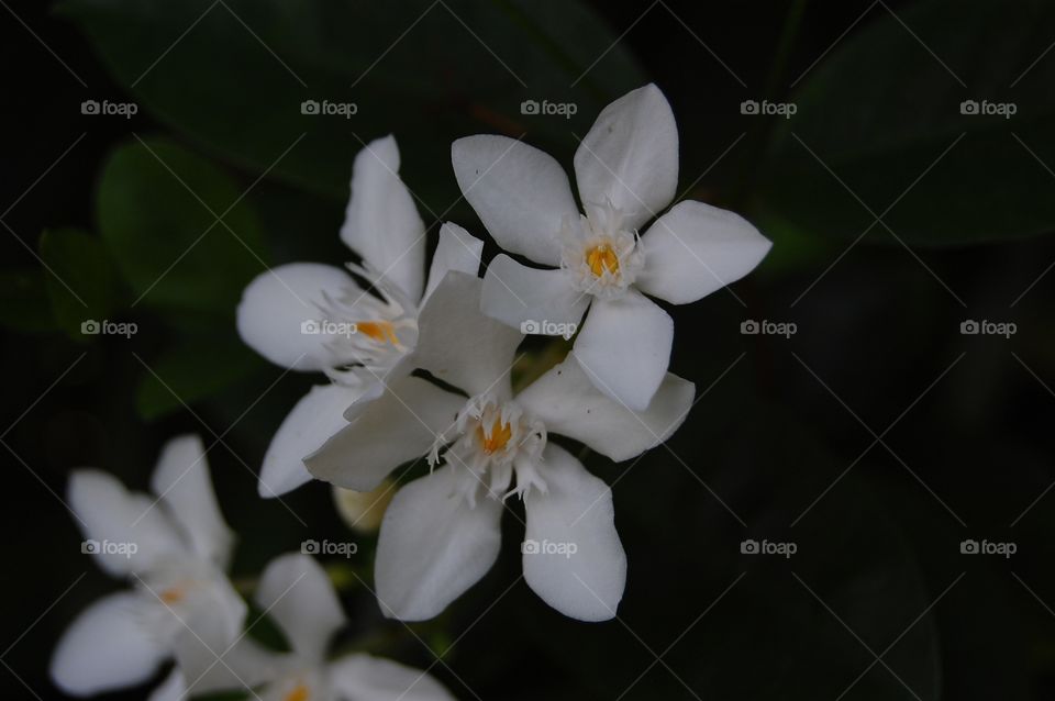 White flowers