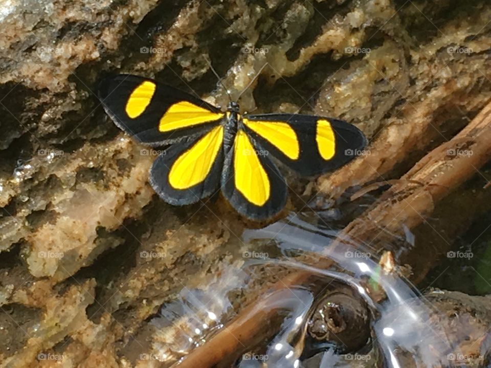 Yellow butterfly 