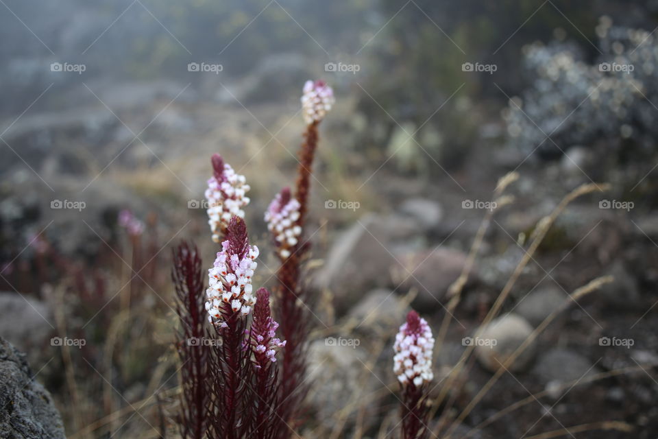 African Wildflowers