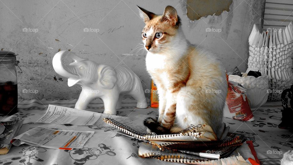 Ha um felino sobre a mesa.