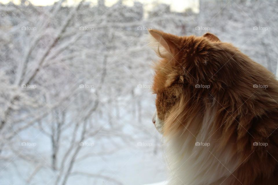 cat and snowy street winter time