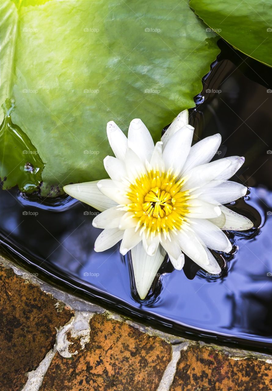 White lotus in pond